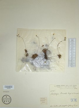 国产7页 可能指向多个不同的领域